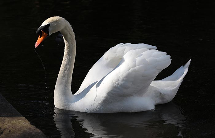 swan