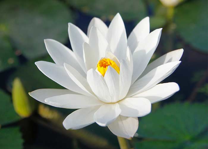 water lily - adaptable signs