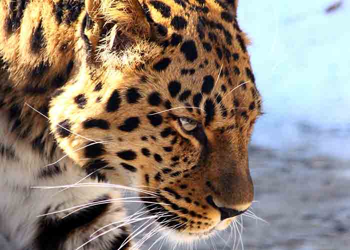 dangerous signs - leopard