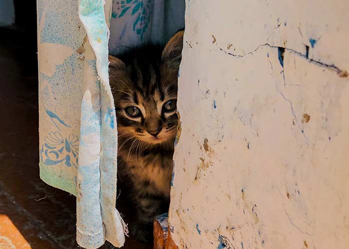 kitten hiding