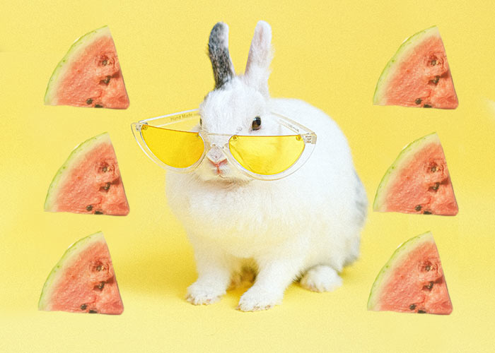 rabbit wearing yellow glasses - watermelon background