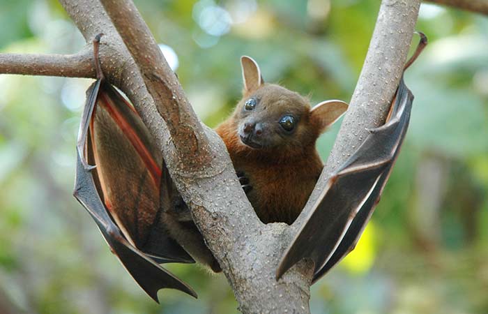 bat spirit animal