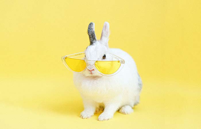 rabbit wearing yellow glasses