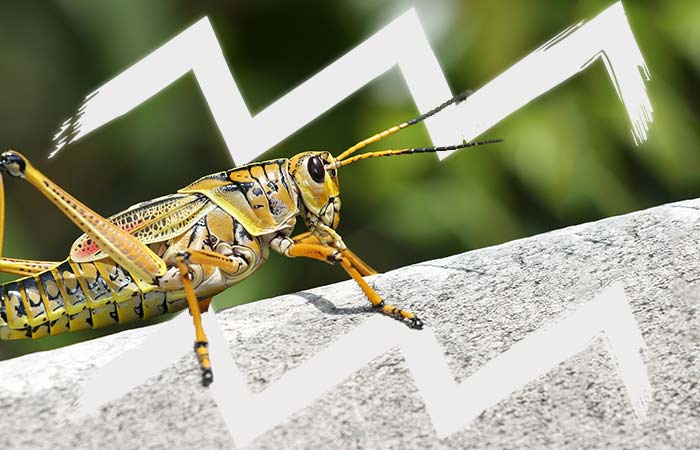 grasshopper and aquarius symbol