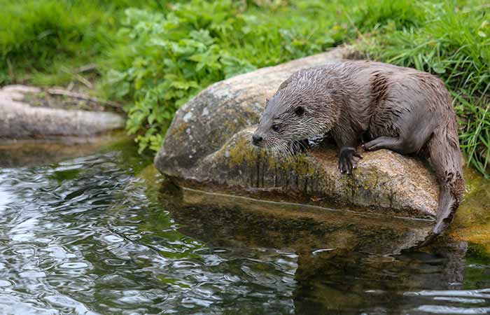 beaver for capricorn