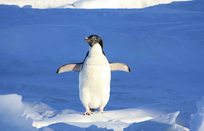 penguin offers guidance