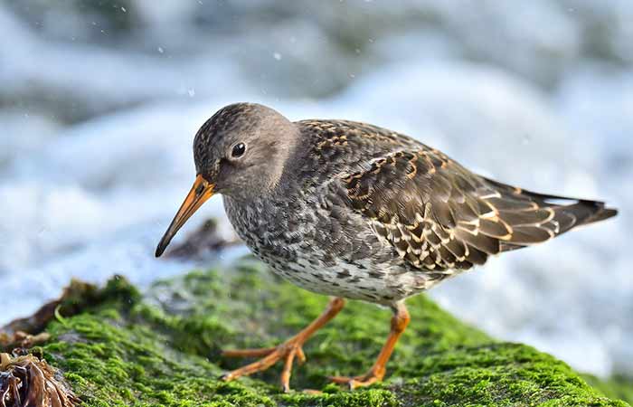 sandpiper spirit guide