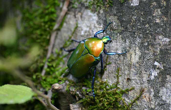 iridescent bettle