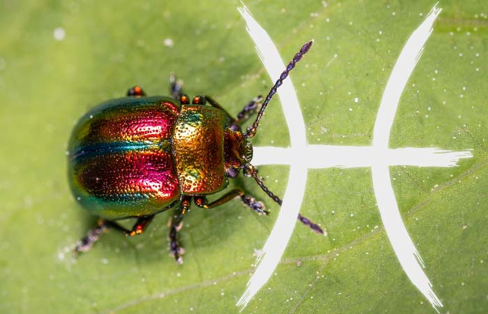 iridescent beetle, pisces symbol