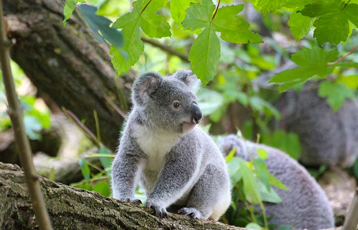 group of koala