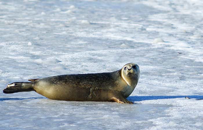 seal guide