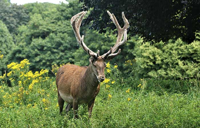 stag in wilderness