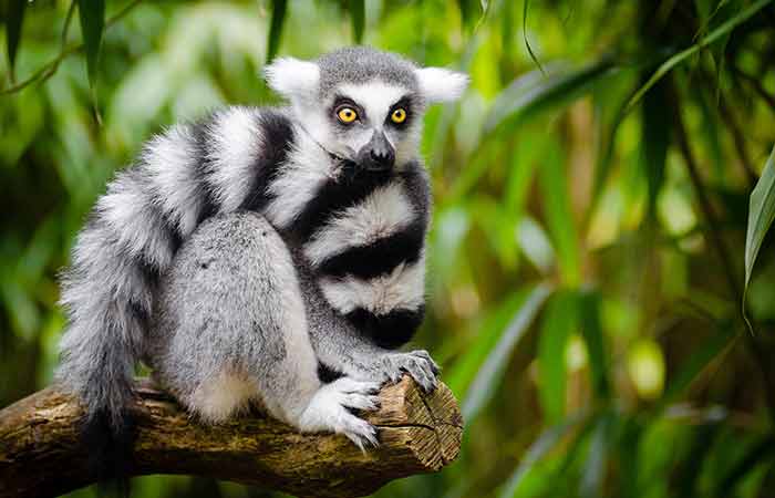 lemur for scorpio
