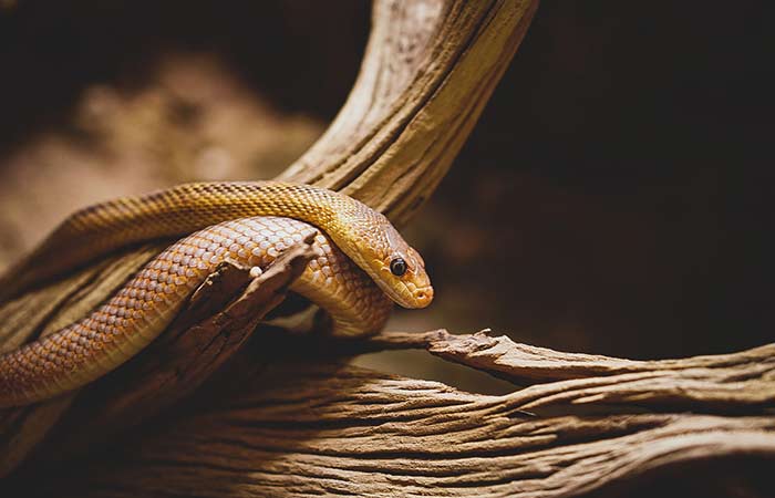 snake on wood