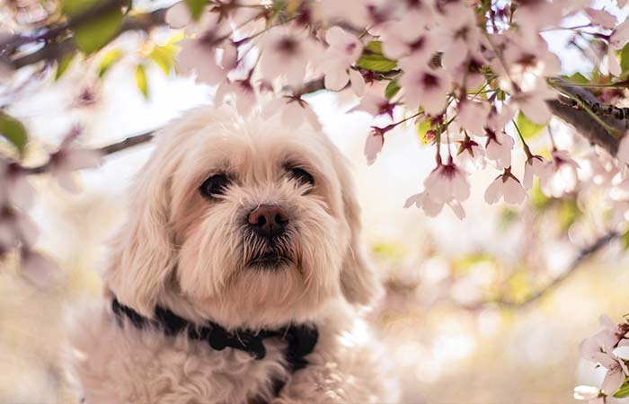 dog under flower tree