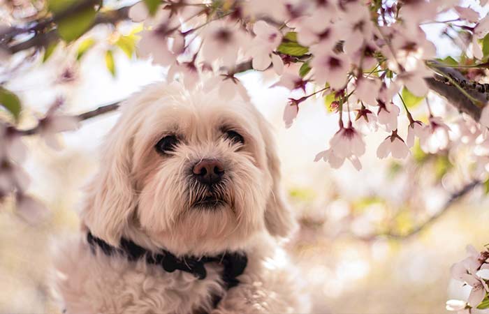 puppy and flowers