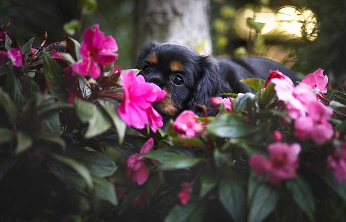 cute dog and flowers