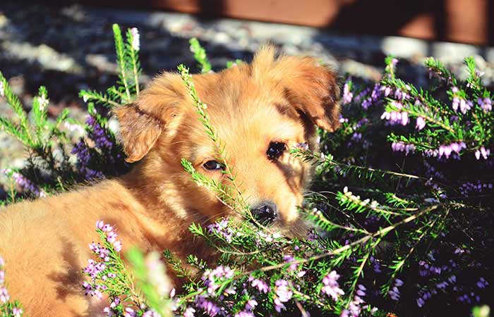 Shy dog hiding by some lavender