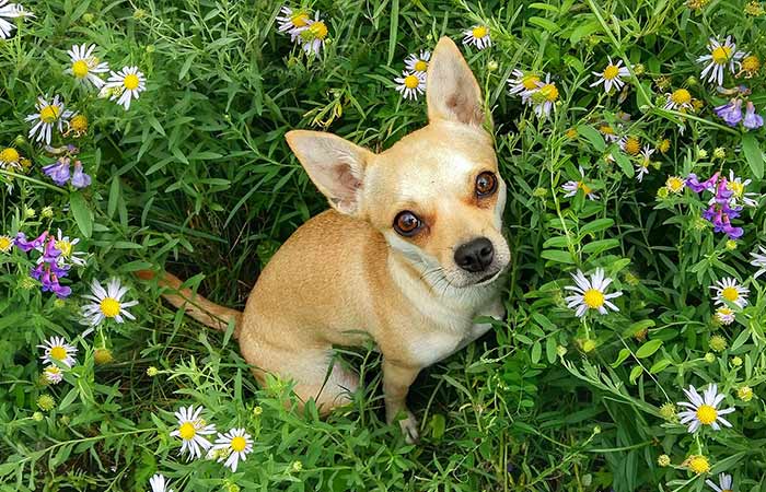 dog surrounded by flowers
