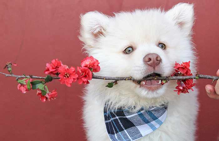 white dog and red flowers