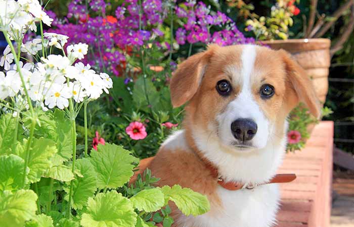 Serious doggie and flowers