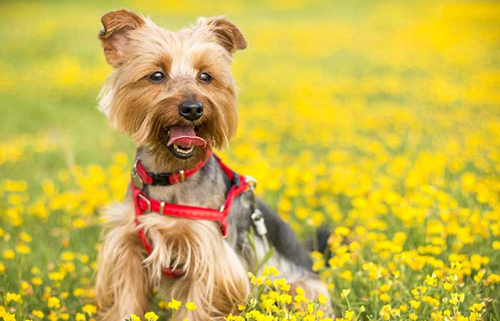 dog and flower field