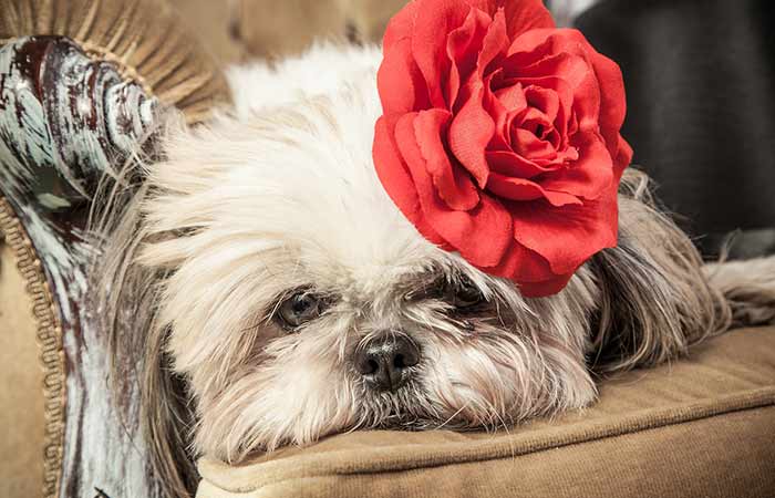 doggie with red flower on her head