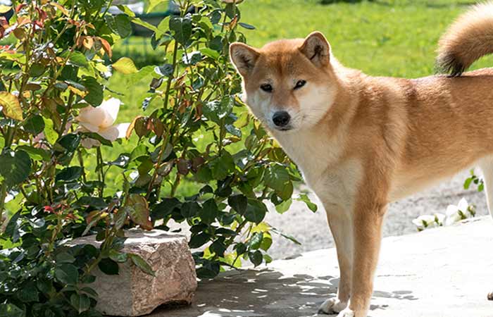 shiba inu