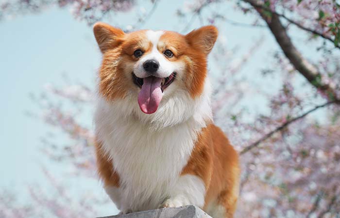 happy corgi and sakura