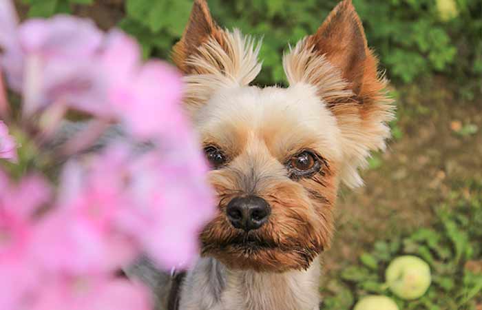 flower and dog