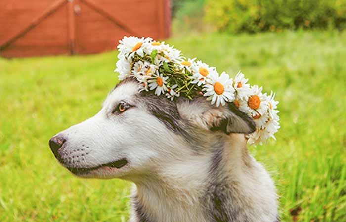 husky wearing flower crown