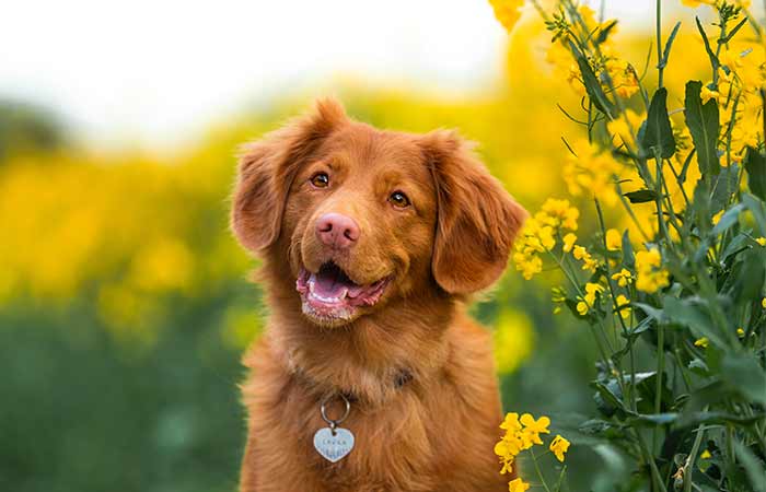 happy dog surrounded by flowers