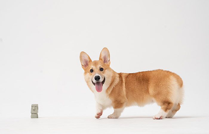 adorable corgi and tiny easter island statue