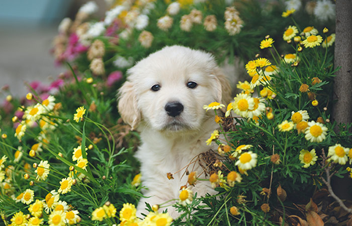 daisy and labrador pup