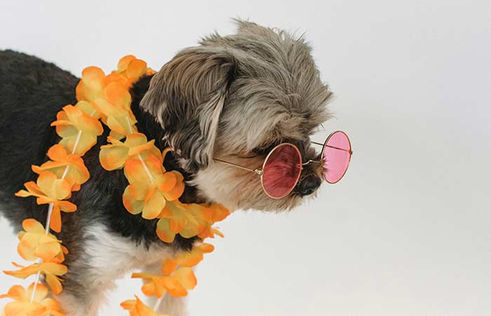 hipster puppy