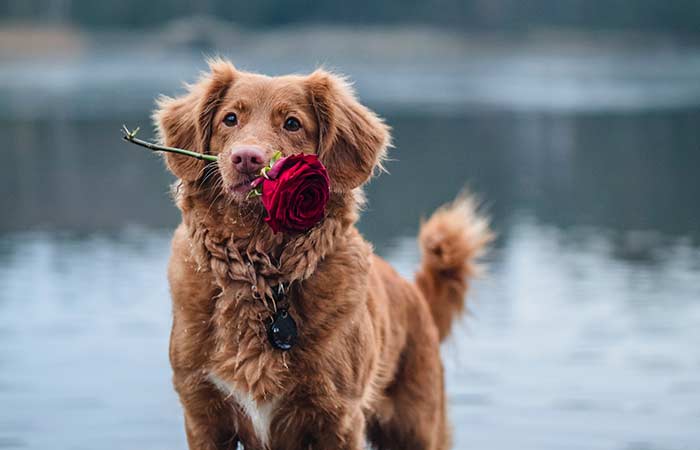 retriever holding a rose in their mouth