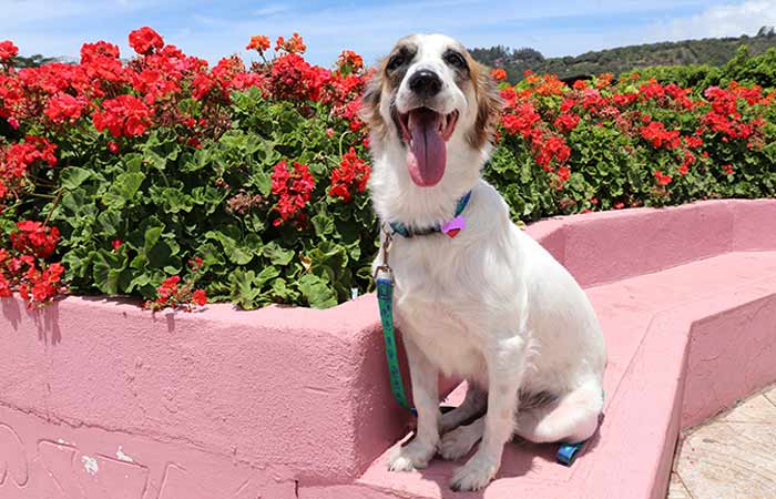 Excited fur kid and red flowers