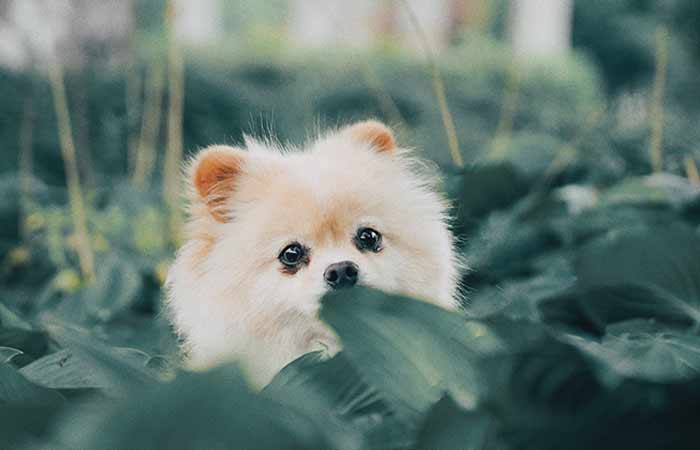tiny dog hiding in the bush