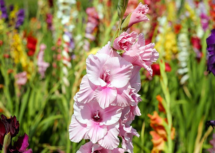 Gladiolus august birth flower