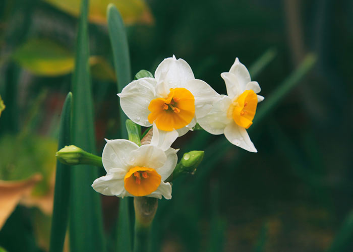 Paperwhite Narcissus december flower