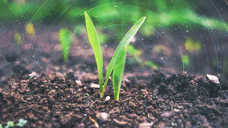 new sprout in fertile soil