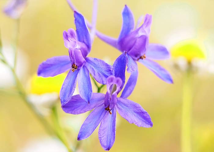 larkspur july flower