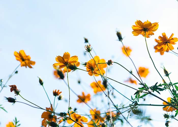 yellow flowers