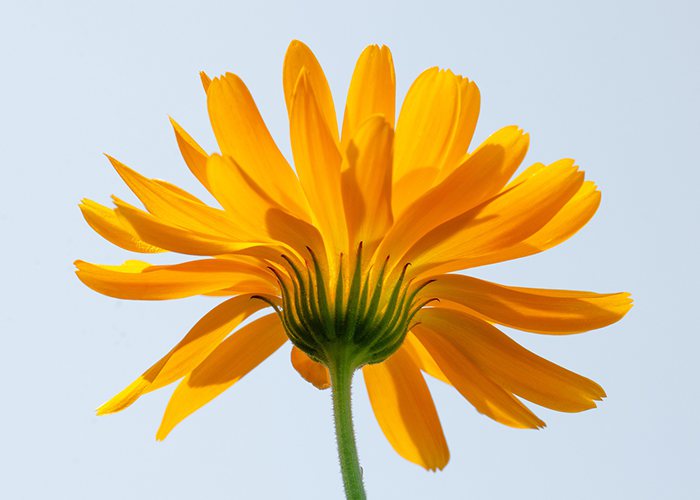 Marigold birth flower for December