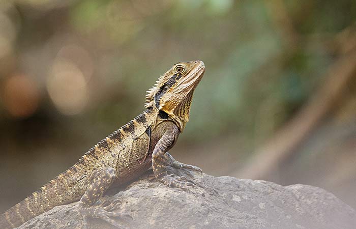 Bearded Dragon animal guide