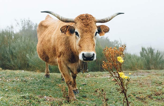 bull - may spiritual animal