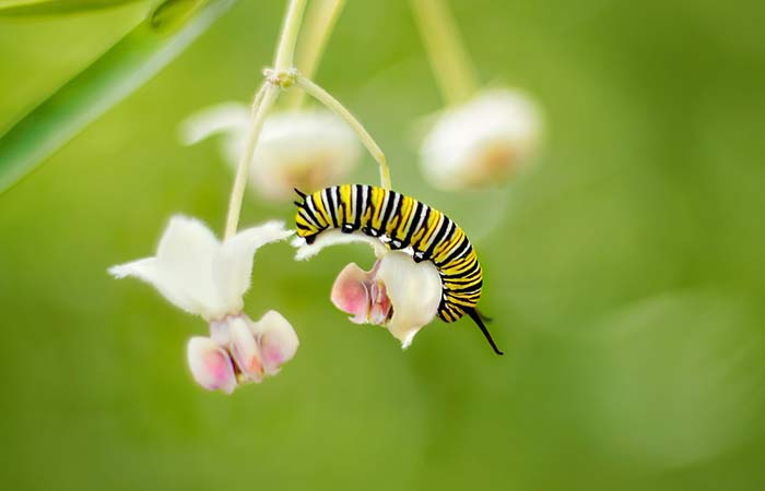 Caterpillar