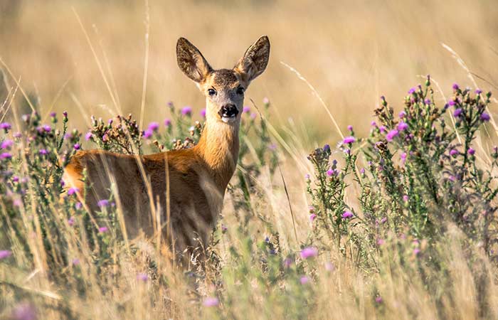 november spirit animal deer