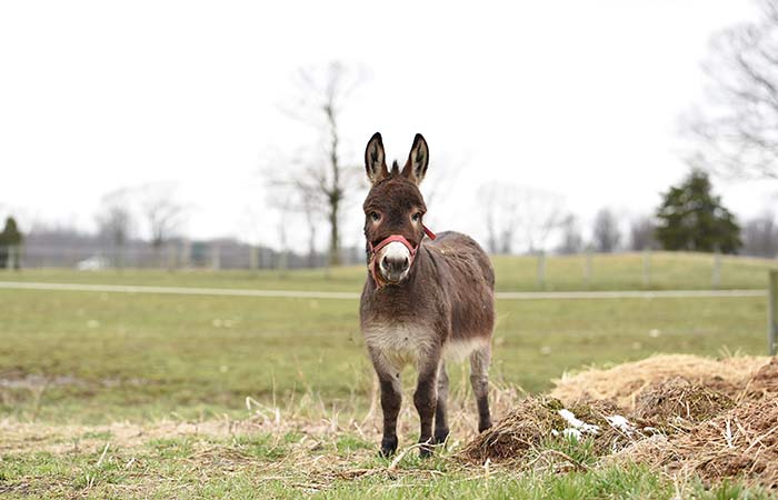 Donkey