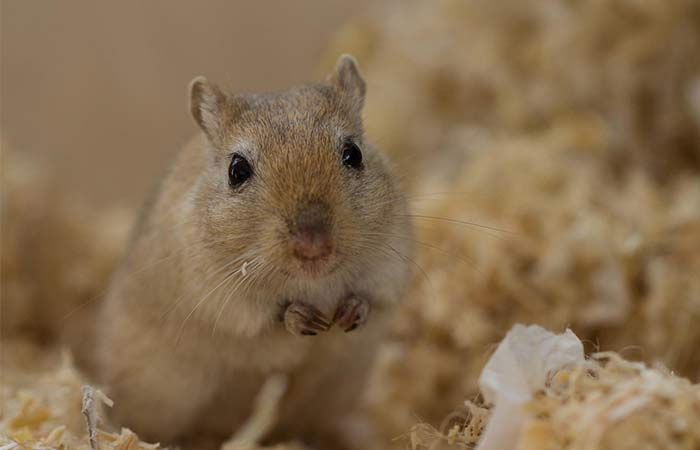 Gerbil